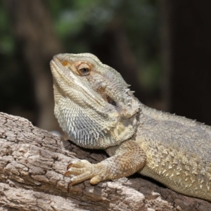 Pogona barbata at Acton, ACT - suppressed