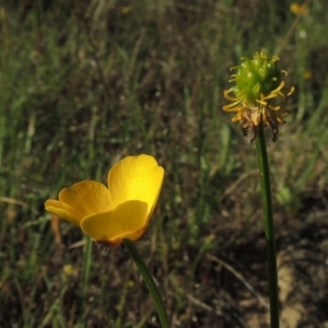 Ranunculus lappaceus at Tennent, ACT - 11 Nov 2019