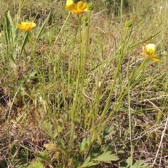 Ranunculus lappaceus at Tennent, ACT - 11 Nov 2019