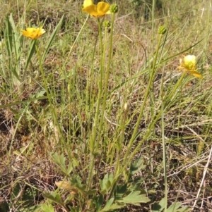 Ranunculus lappaceus at Tennent, ACT - 11 Nov 2019