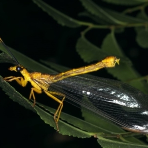 Nymphes myrmeleonoides at Ainslie, ACT - 11 Dec 2019