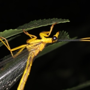 Nymphes myrmeleonoides at Ainslie, ACT - 11 Dec 2019 06:56 AM