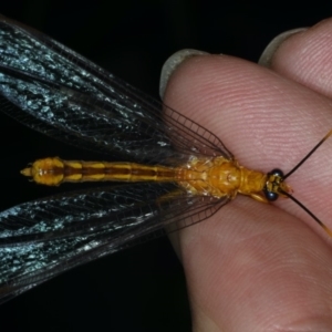 Nymphes myrmeleonoides at Ainslie, ACT - 11 Dec 2019