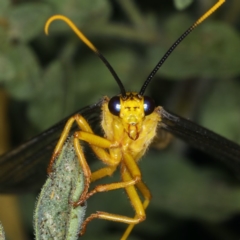 Nymphes myrmeleonoides at Ainslie, ACT - 11 Dec 2019