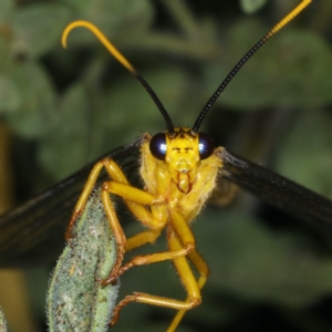 Nymphes myrmeleonoides at Ainslie, ACT - 11 Dec 2019