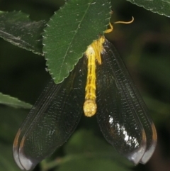 Nymphes myrmeleonoides (Blue eyes lacewing) at Ainslie, ACT - 11 Dec 2019 by jb2602