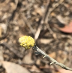 Calocephalus citreus (Lemon Beauty Heads) at Stony Creek Nature Reserve - 9 Dec 2019 by MeganDixon