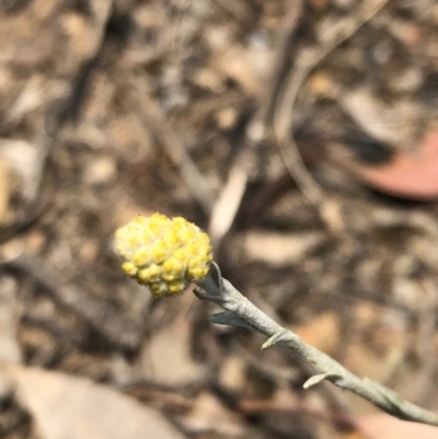 Calocephalus citreus (Lemon Beauty Heads) at Carwoola, NSW - 9 Dec 2019 by MeganDixon