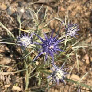 Eryngium ovinum at Carwoola, NSW - 9 Dec 2019