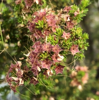 Calytrix tetragona (Common Fringe-myrtle) at Carwoola, NSW - 23 Nov 2019 by MeganDixon