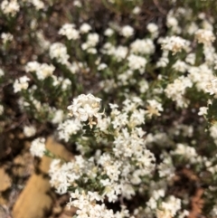 Pimelea sp. (Rice Flower) at Carwoola, NSW - 18 Dec 2019 by MeganDixon