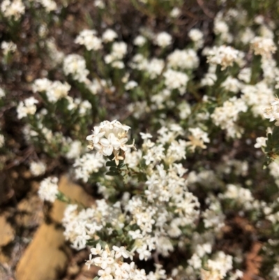 Pimelea sp. (Rice Flower) at Carwoola, NSW - 18 Dec 2019 by MeganDixon
