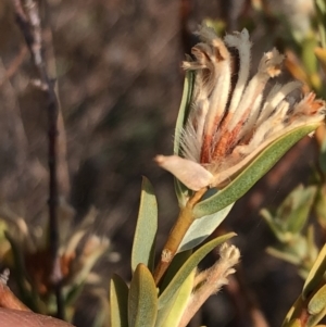 Pimelea sp. at Carwoola, NSW - 18 Dec 2019 10:25 AM