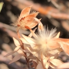 Pimelea sp. at Carwoola, NSW - 18 Dec 2019 10:25 AM