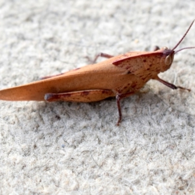 Goniaea australasiae (Gumleaf grasshopper) at Wamboin, NSW - 9 Dec 2019 by Varanus