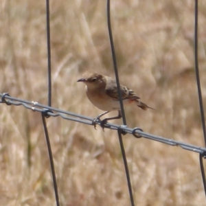 Epthianura tricolor at Holt, ACT - 4 Dec 2019