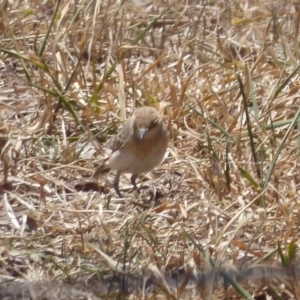 Epthianura tricolor at Holt, ACT - 4 Dec 2019 01:08 PM