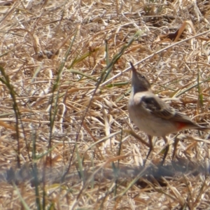 Epthianura tricolor at Holt, ACT - 4 Dec 2019 01:08 PM
