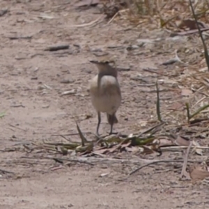 Epthianura tricolor at Holt, ACT - 4 Dec 2019 01:08 PM