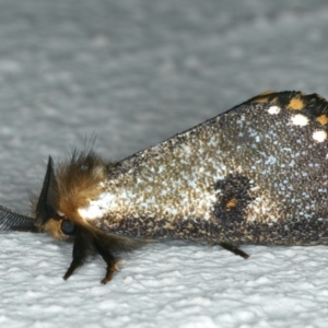 Epicoma contristis at Ainslie, ACT - 11 Dec 2019 07:20 AM