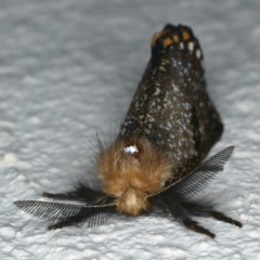 Epicoma contristis at Ainslie, ACT - 11 Dec 2019