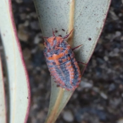 Monophlebulus sp. (genus) (Giant Snowball Mealybug) at Flynn, ACT - 3 Dec 2019 by Christine