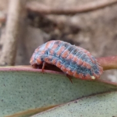 Monophlebulus sp. (genus) at Flynn, ACT - 3 Dec 2019