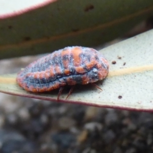 Monophlebulus sp. (genus) at Flynn, ACT - 3 Dec 2019