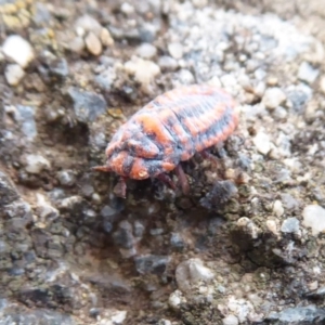 Monophlebulus sp. (genus) at Flynn, ACT - 3 Dec 2019