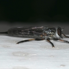 Cerdistus sp. (genus) (Yellow Slender Robber Fly) at Ainslie, ACT - 10 Dec 2019 by jbromilow50