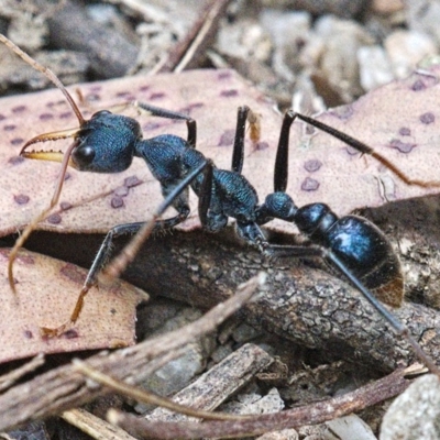 Myrmecia tarsata (Bull ant or Bulldog ant) at Paddys River, ACT - 11 Dec 2019 by Marthijn