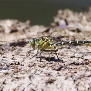 Austrogomphus guerini at Paddys River, ACT - 11 Dec 2019 11:26 AM