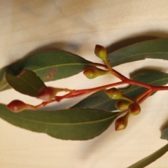 Eucalyptus melliodora at Gordon, ACT - 11 Dec 2019 11:22 AM