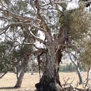 Eucalyptus melliodora at Gordon, ACT - 11 Dec 2019 11:22 AM