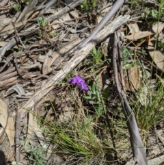 Swainsona sp. at Providence Portal, NSW - 9 Dec 2019 by MattM