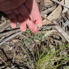 Swainsona sp. at Providence Portal, NSW - 9 Dec 2019 11:34 AM