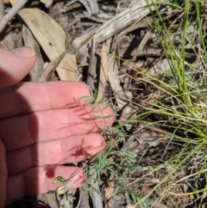 Swainsona sp. at Providence Portal, NSW - 9 Dec 2019 11:34 AM