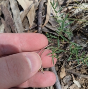 Swainsona sp. at Providence Portal, NSW - 9 Dec 2019 11:34 AM