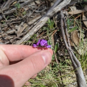 Swainsona sp. at Providence Portal, NSW - 9 Dec 2019 11:34 AM