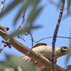 Philemon citreogularis (Little Friarbird) at Fadden, ACT - 11 Dec 2019 by RodDeb