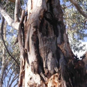 Eucalyptus globulus subsp. bicostata at Hughes, ACT - 10 Dec 2019