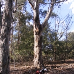 Eucalyptus globulus subsp. bicostata at Hughes, ACT - 10 Dec 2019