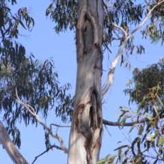 Eucalyptus globulus subsp. bicostata (Southern Blue Gum, Eurabbie) at Federal Golf Course - 10 Dec 2019 by MichaelMulvaney