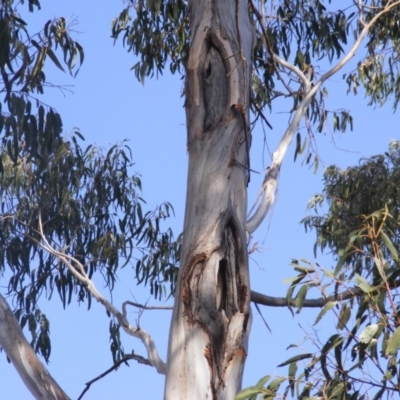 Eucalyptus globulus subsp. bicostata (Southern Blue Gum, Eurabbie) at Hughes, ACT - 10 Dec 2019 by MichaelMulvaney