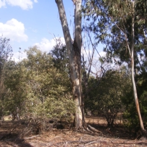 Eucalyptus globulus subsp. bicostata at Hughes, ACT - 10 Dec 2019 04:41 PM