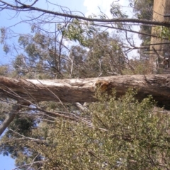 Eucalyptus melliodora (Yellow Box) at Hughes, ACT - 10 Dec 2019 by MichaelMulvaney