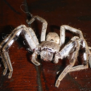 Isopeda sp. (genus) at Aranda, ACT - 24 Oct 2015