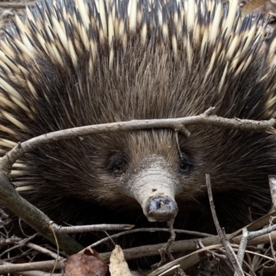 Tachyglossus aculeatus (Short-beaked Echidna) at Quaama, NSW - 8 Dec 2019 by FionaG