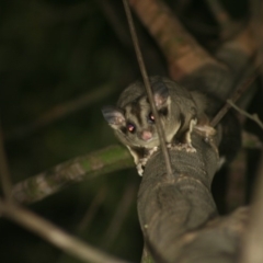 Petaurus notatus (Krefft’s Glider, Sugar Glider) at Quaama, NSW - 18 Nov 2014 by FionaG