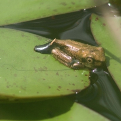 Litoria peronii (Peron's Tree Frog, Emerald Spotted Tree Frog) at Quaama, NSW - 21 Jan 2011 by FionaG